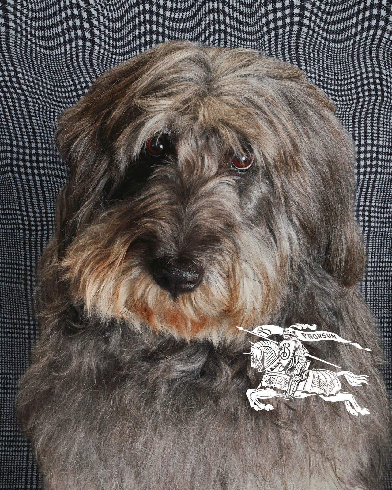 Burberry, Burberry Daniel Lee, Burberry festive